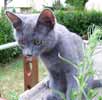 photo du chat europen bleu chartreux pour le portrait flin